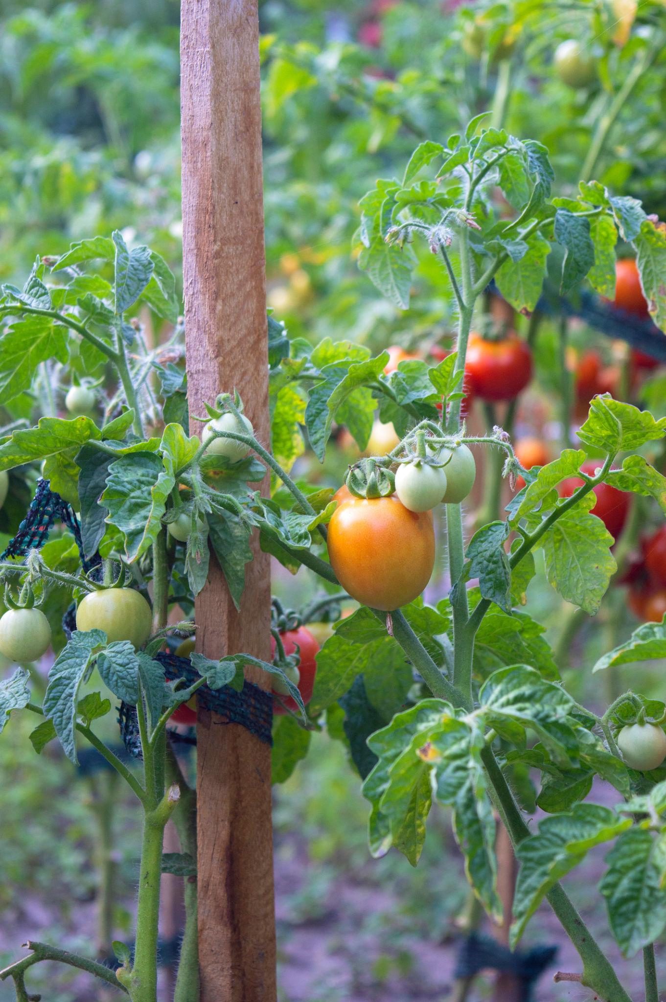 Advanta ADVANTA F1 Hybrid  575 Tomato Seeds - (Tamatar Seeds) High TYLCV Tolerant, Suitable For Summer Season