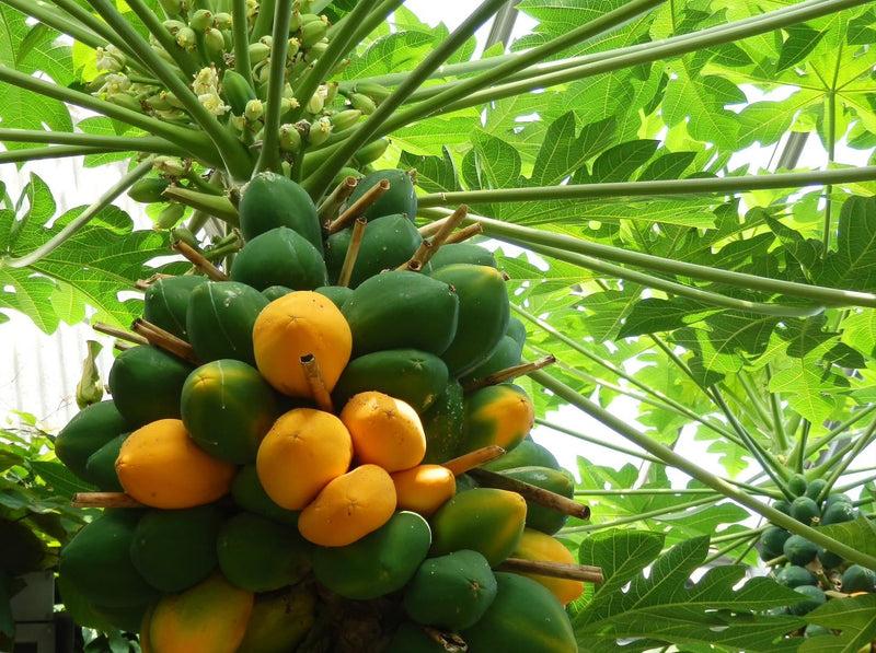 Indus RED SUN (DWARF) F1 Hybrid Papaya Seeds, Uniform Fruits (PAPITA) 10 SEEDS