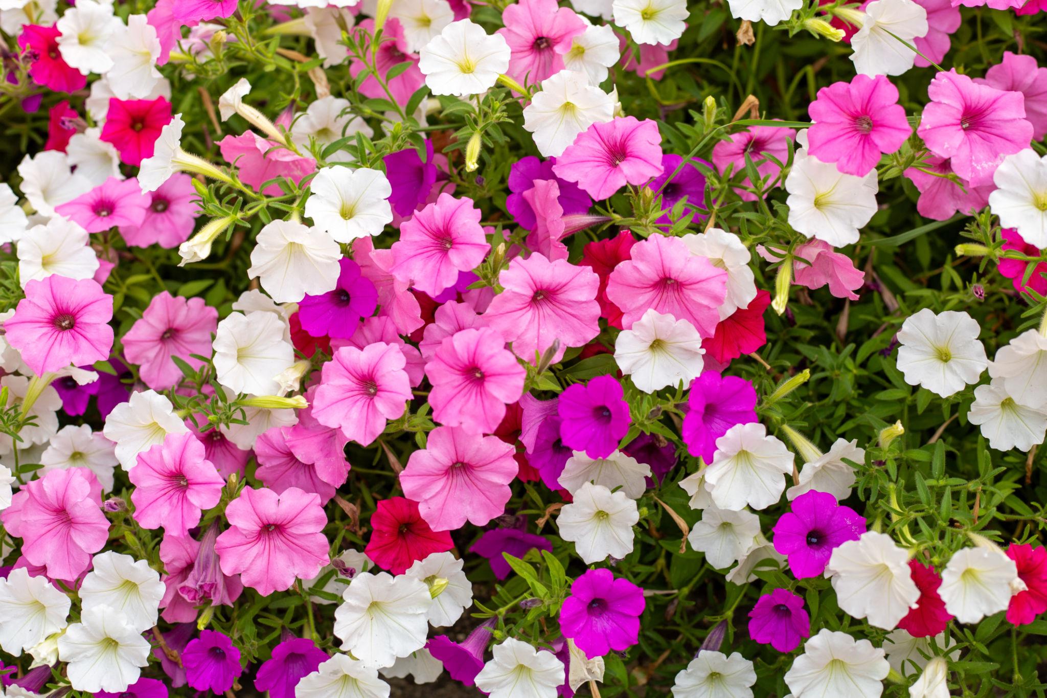 Indus Seeds F1 Hybrid Flora MIX Flower Seeds