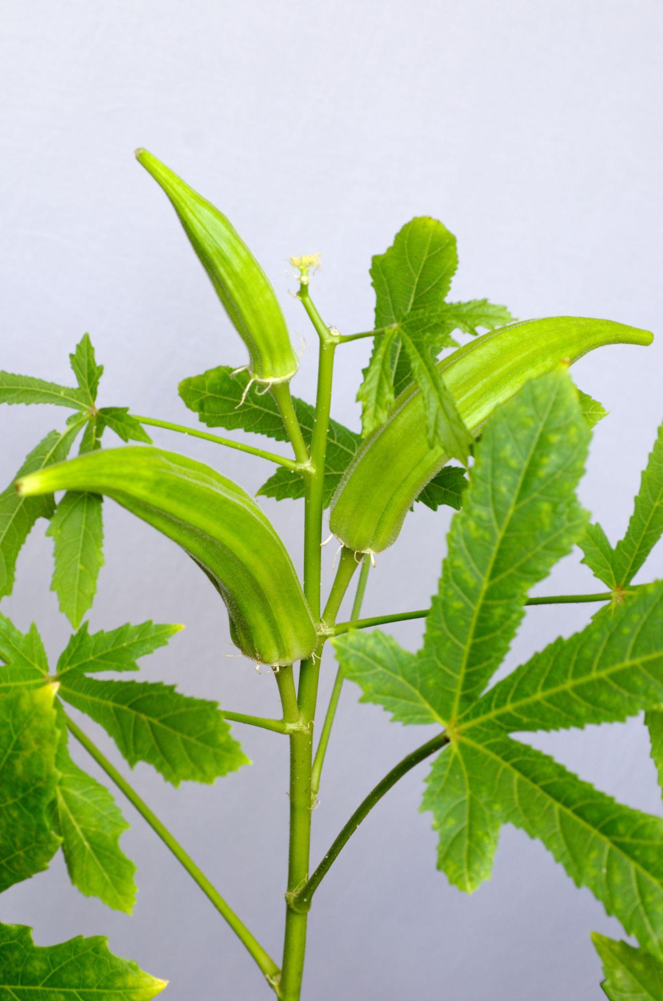 Syngenta Okra Hybrid Seeds OH 535 (Bhindi) 250GM