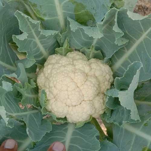 Seminis F1 Hybrid Girija Cauliflower Seeds - (Gobhi Seeds) Milky White Color, Dome shaped And Compact