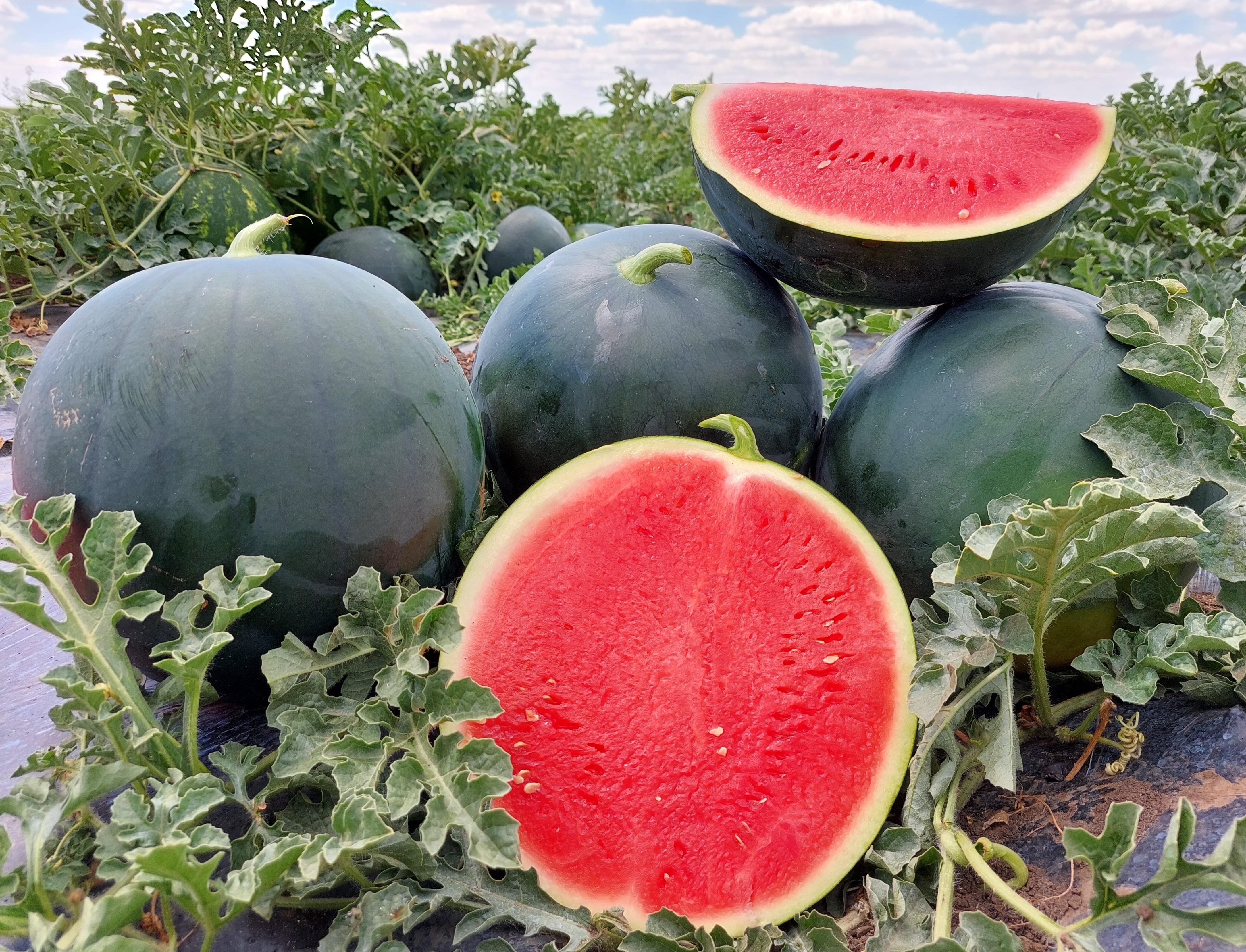 Syngenta Simbha Watermelon Seeds - (WMT 8630) (TARBOOZ) 1000 SEEDS PACK