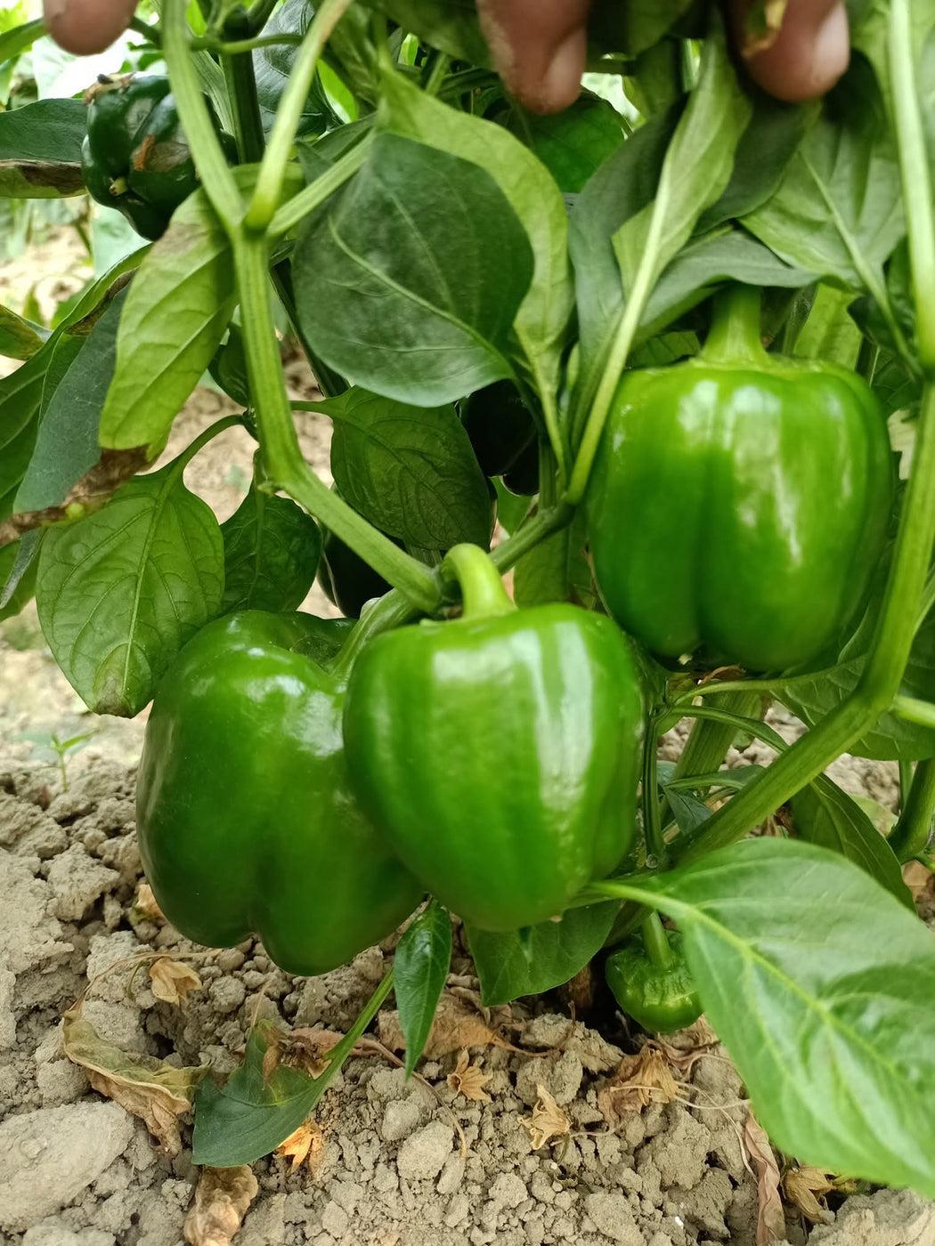 Bioseed Veg F1 Hybrid Tara Sweet Pepper, Capsicum (SHIMLA MIRCH) Seeds