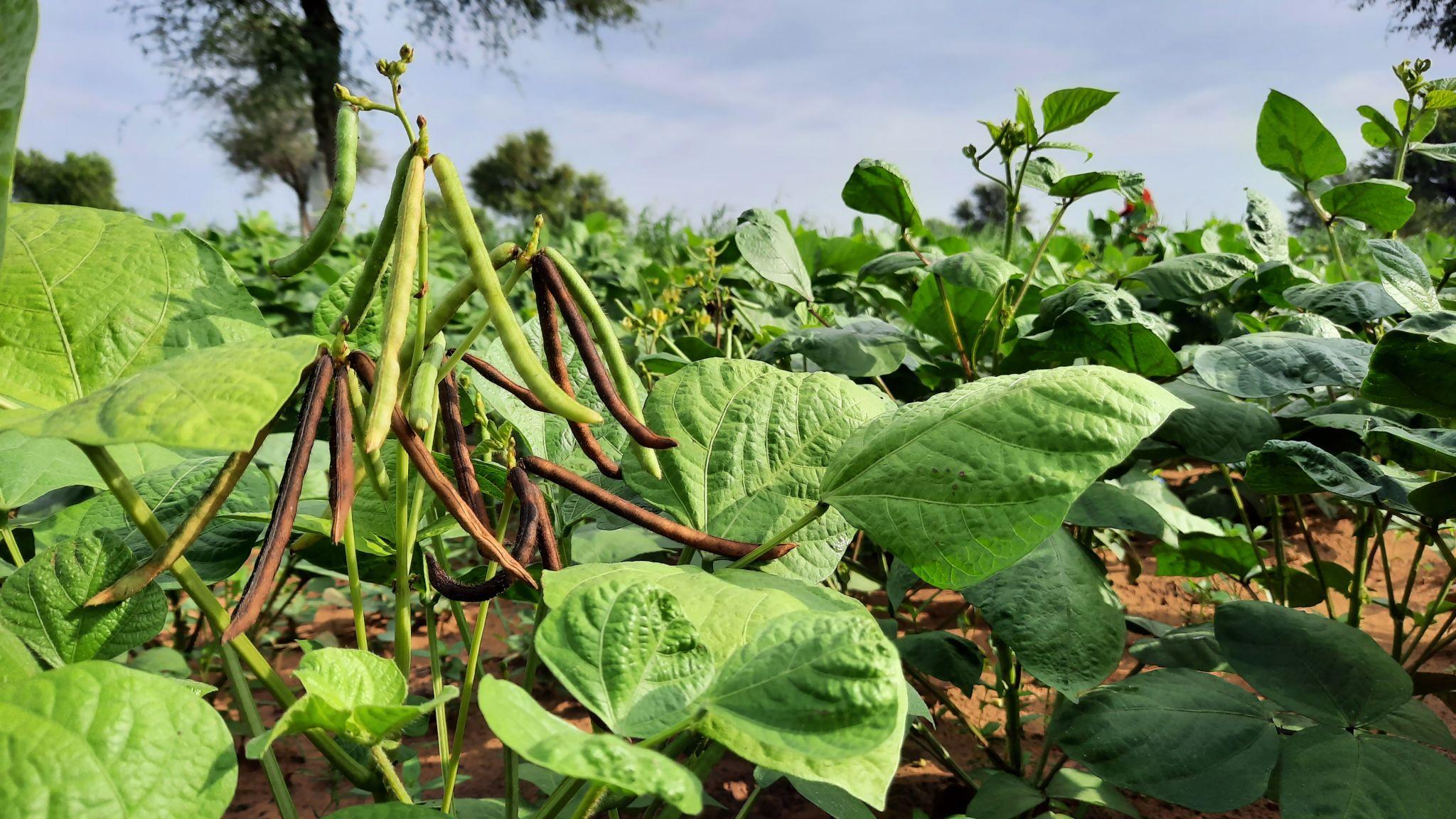 Luxmi Seeds MH-1142 Moong Seeds