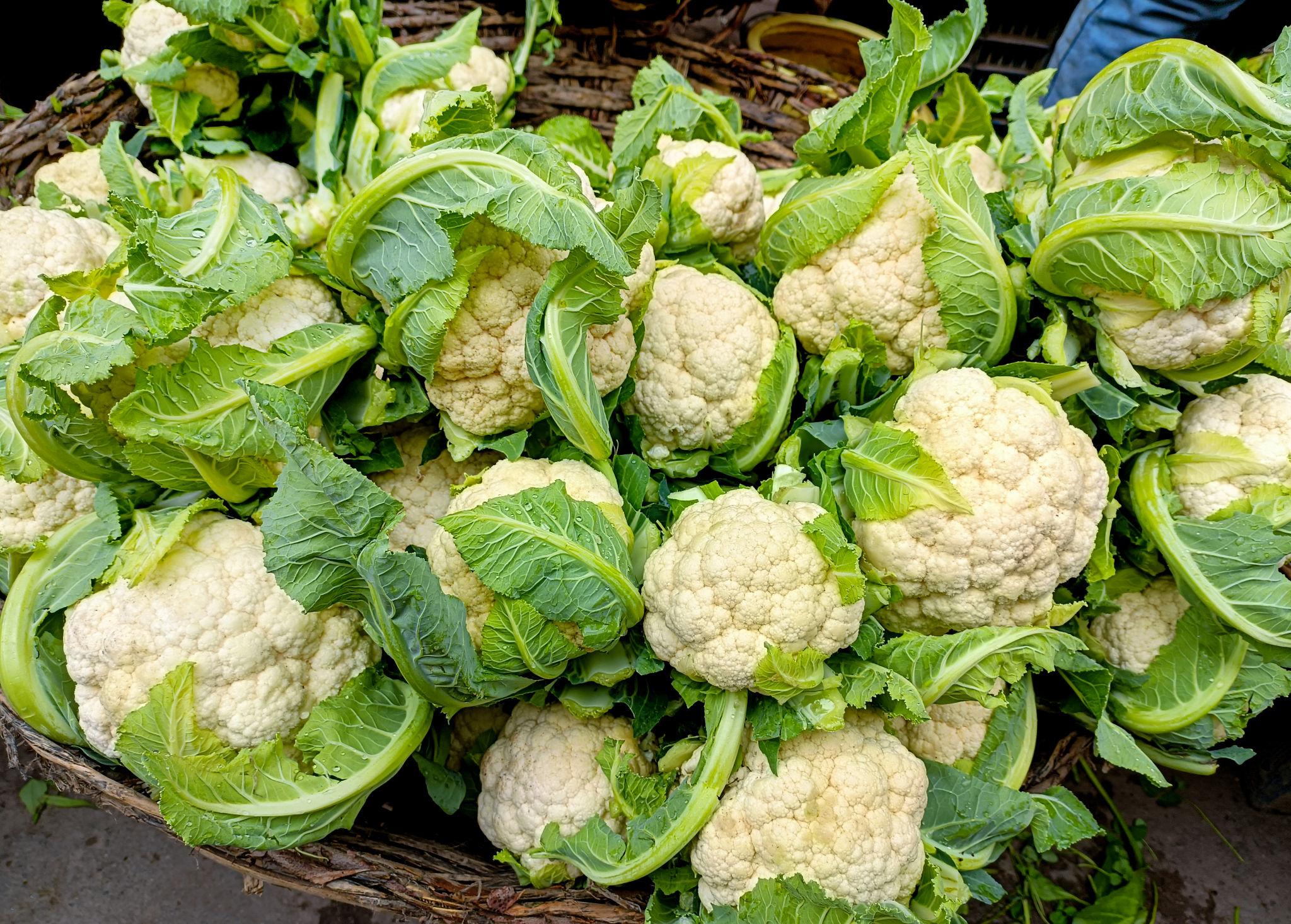 Seminis F1 Hybrid Girija Cauliflower Seeds - (Gobhi Seeds) Milky White Color, Dome shaped And Compact