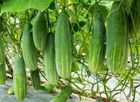 Team Seeds F1 Hybrid Arpit Cucumber Seeds (KHEERA) Early High Yield Variety