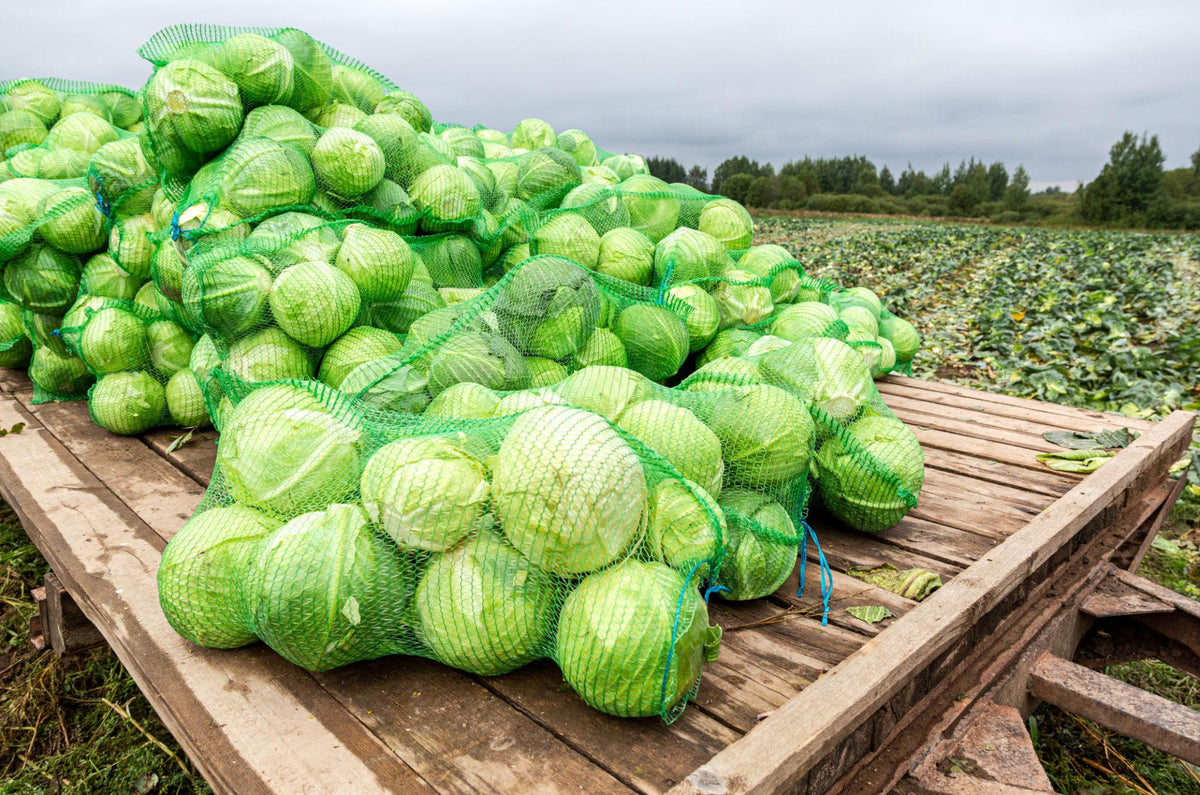 Advanta F1 Hybrid GS 455 Cabbage Seeds (BAND, PATTA GOBHI)