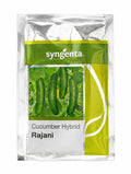 Syngenta Rajani Hybrid Cucumber Seeds (Kheera) Early Maturing