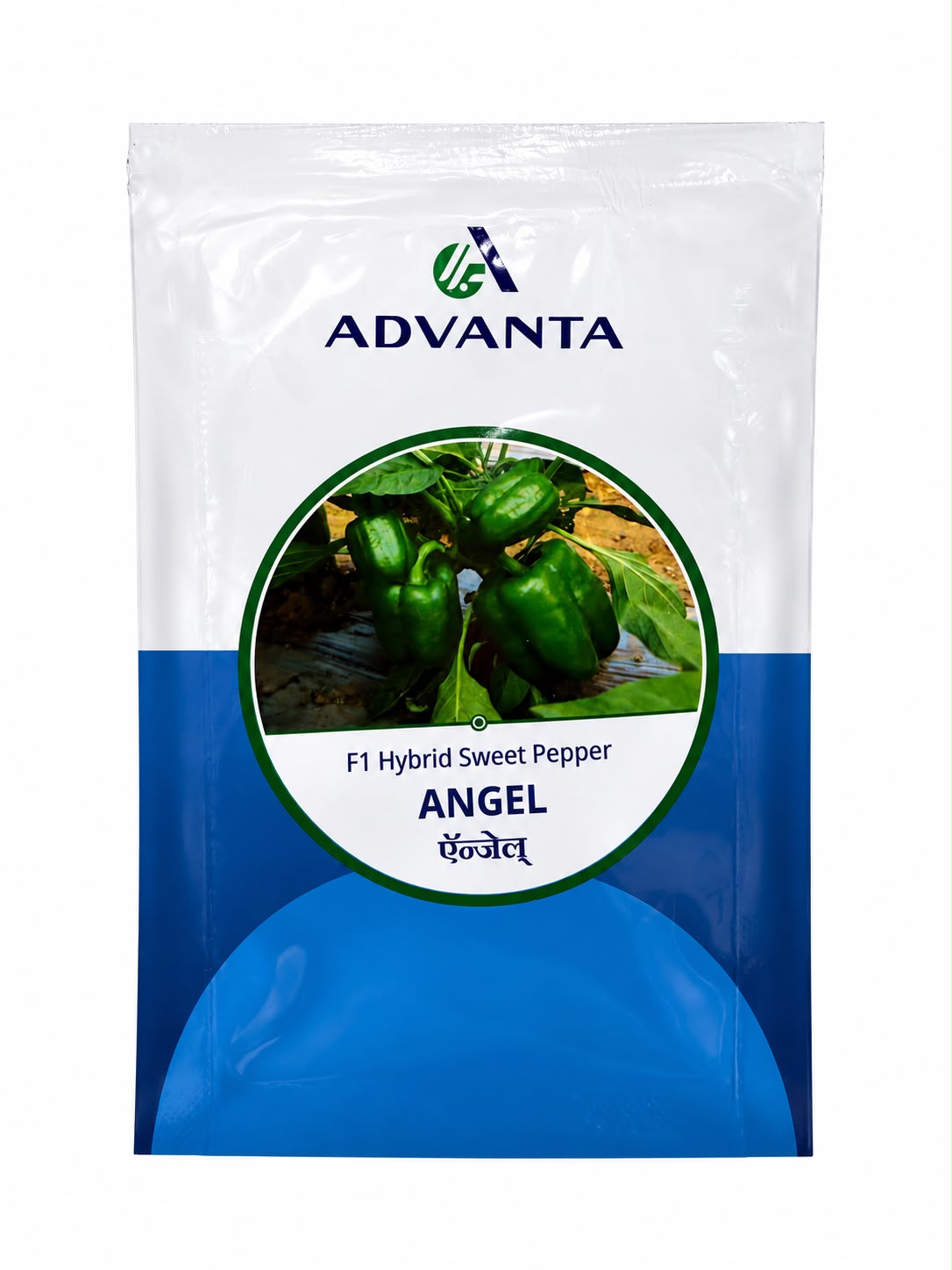 Advanta F1 Hybrid Angel Sweet Green Pepper Capsicum (SHIMLA, KASHMIRI MIRCH) Seeds 1000 SEEDS PACK
