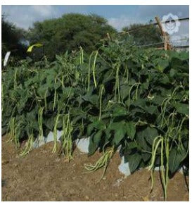 VNR Baramasi Cowpea (CHOLE FALI)  OP Seeds, High Yield, Produces Long, Green To White Fruits