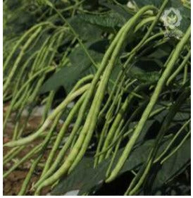 VNR Baramasi Cowpea (CHOLE FALI)  OP Seeds, High Yield, Produces Long, Green To White Fruits