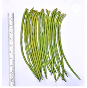 VNR Baramasi Cowpea (CHOLE FALI)  OP Seeds, High Yield, Produces Long, Green To White Fruits
