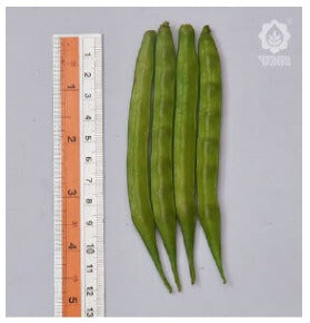 VNR MANSI Hybrid Cluster Bean Seeds (GUARA) Open Pollinated, Early Maturity
