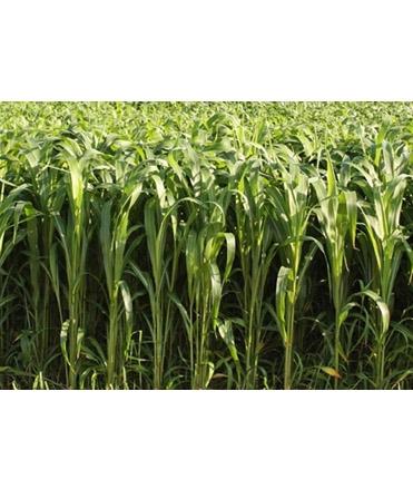 Advanta Mega Sweet ADV 6681 Jowar Seeds - Sorghum Seeds, Hybrid Fodder Seeds, High Yield, Nutritious, Single Cut, Disease Tolerant