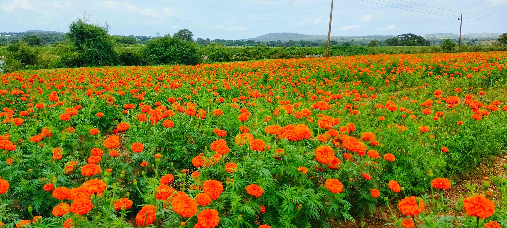 Indus F1 Hybrid KESAR Flower Seeds MariGold (GENDA)