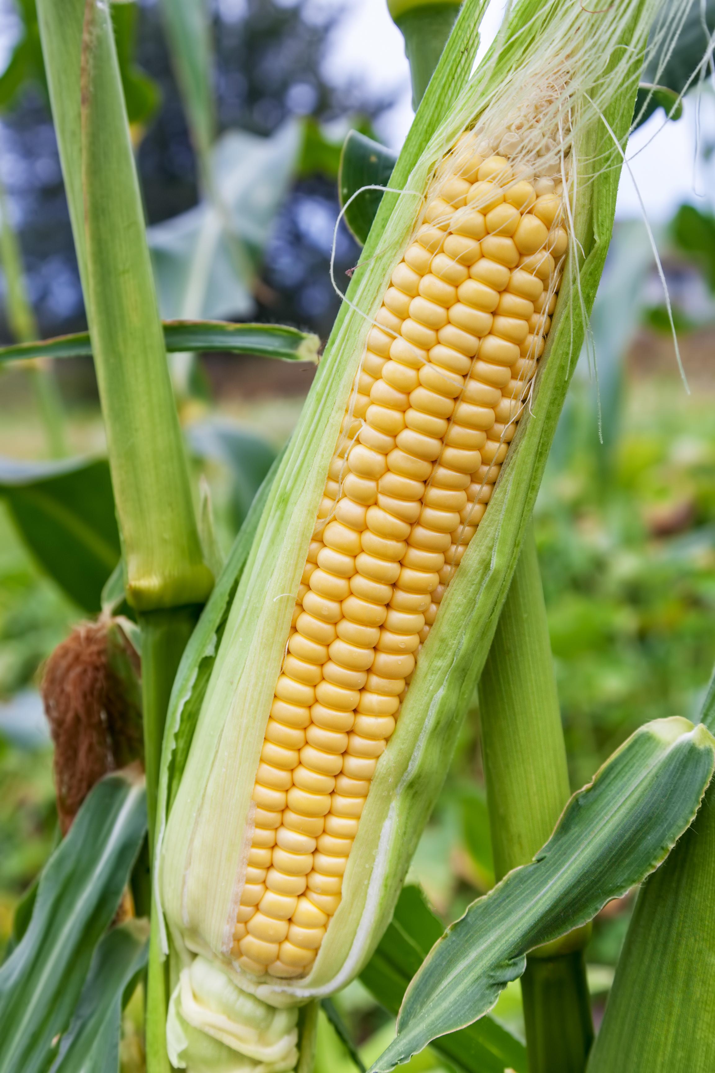 Advanta F1 Hybrid Golden Honey Sweet Corn Seed - Sugary-Enhanced Hybrid With Tender, Flavorful And Sweet Kernels