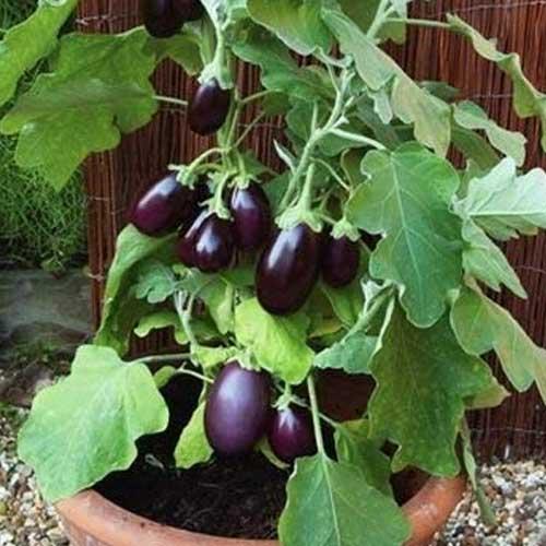 Bioseed Veg F1 Hybrid Baby Brinjal Seeds (CHU CHU BENGAN)