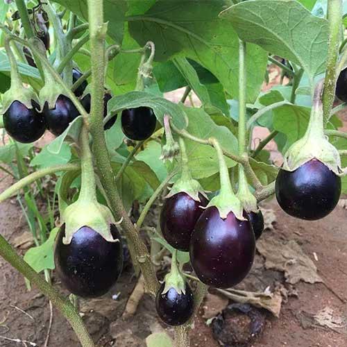Bioseed Veg F1 Hybrid Baby Brinjal Seeds (CHU CHU BENGAN)