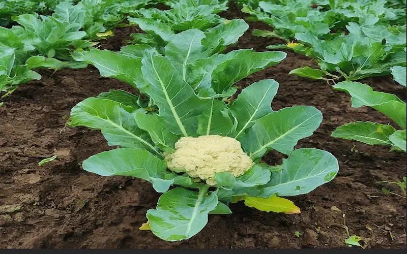 Advanta Classic OP Early Kunwari Cauliflower Seeds - (Gobhi Seeds) Dome-Shaped Cream Curds, Early Maturity