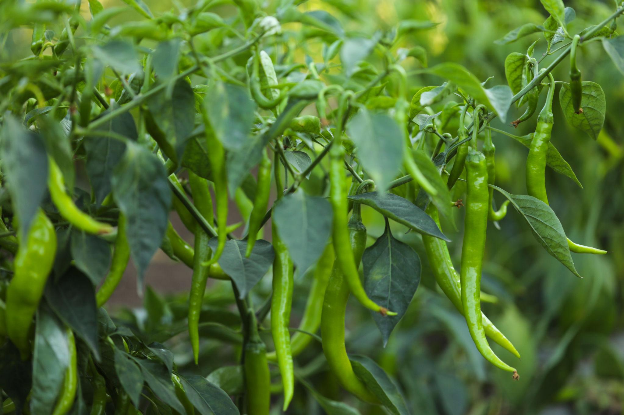 VNR F1 Hybrid VCH-01 Chilly seeds (mirch) for outdoor