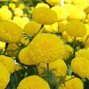 INDUS SEEDS Bijilee Yellow Moon Marigold Genda Fool, Best In Germination , Highly compact Ball