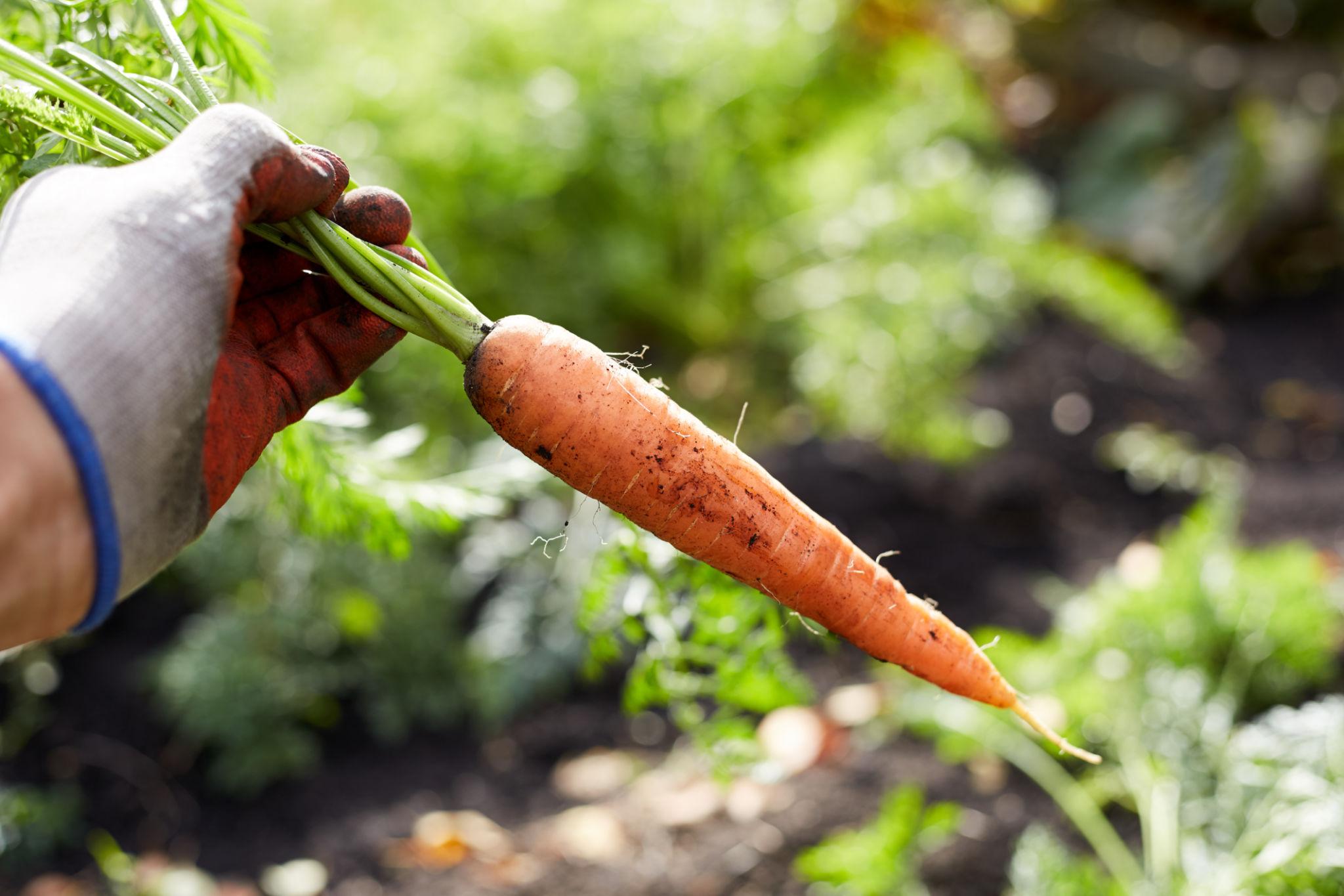 EXTREME SEEDS F1 Hybrid MOHINI Carrot Seeds (GAJAR) Bright Dark Red Root Color, Tapering Shape