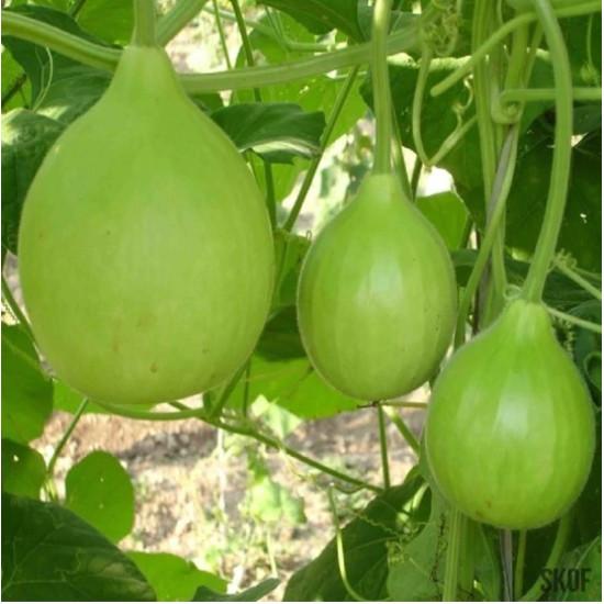 Bioseed F1 Hybrid Mallika Bottle Gourd Seeds (Loki & Kaddu) Uniform Fruits And High Tolerance To Disease