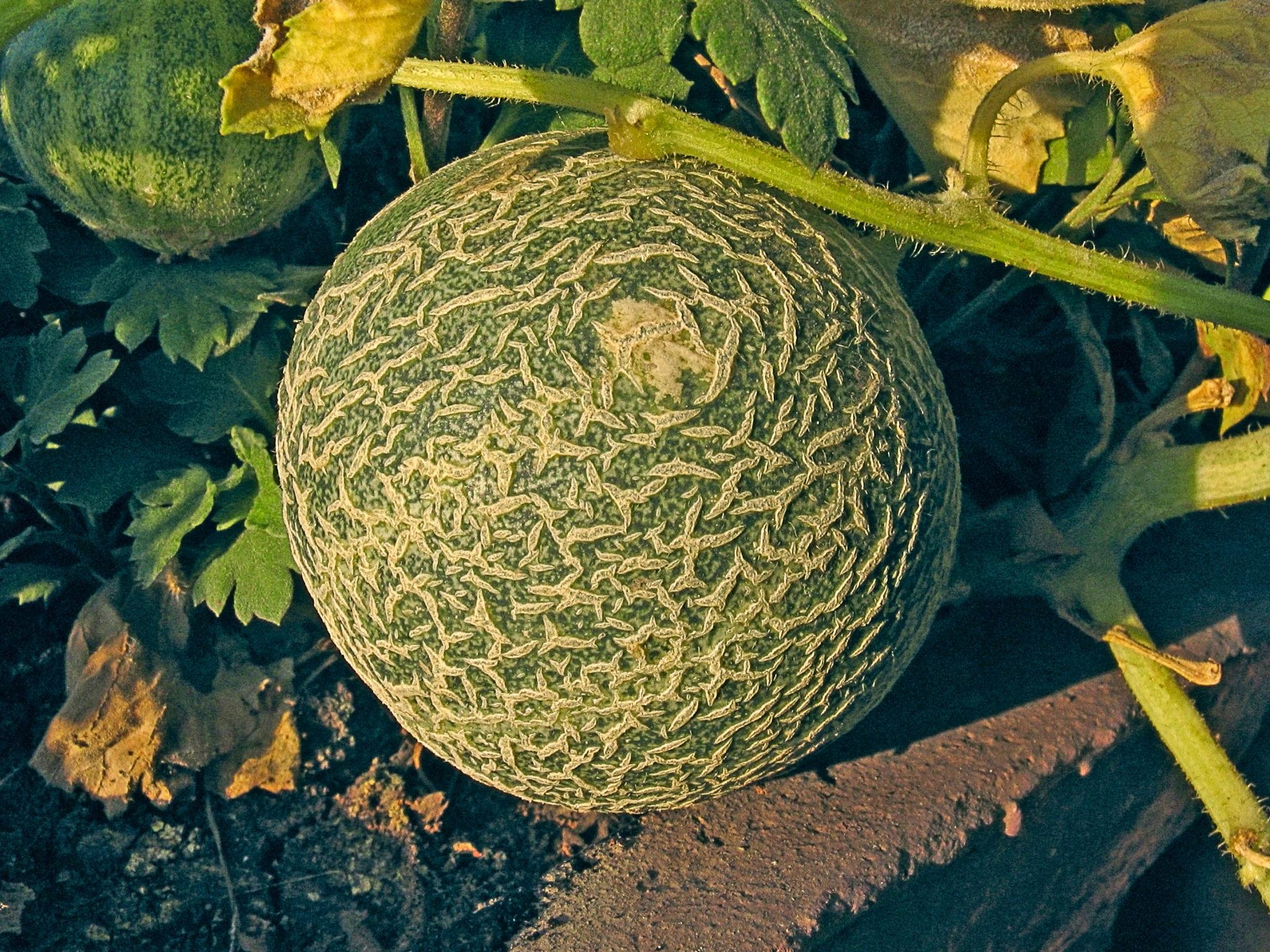 Advanta F1 Hybrid Madhu 149 Muskmelon Fruit Seeds - Kharbuja Seeds