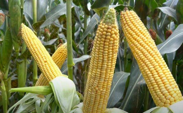 Advanta F1 Hybrid Golden Honey Sweet Corn Seed - Sugary-Enhanced Hybrid With Tender, Flavorful And Sweet Kernels