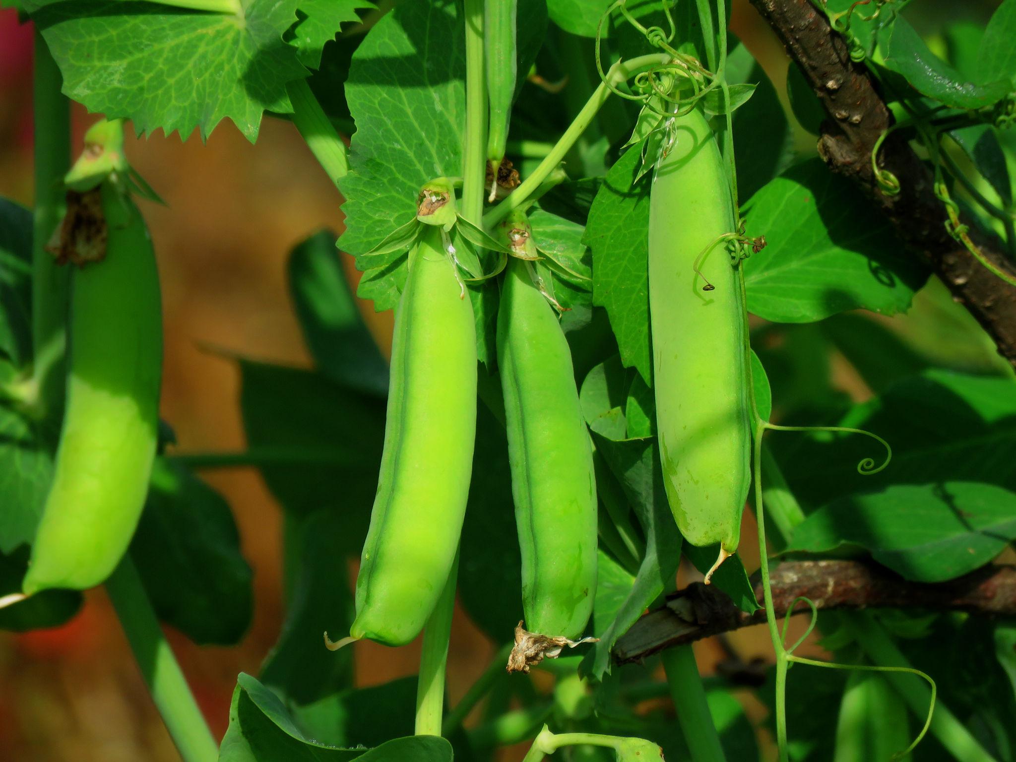 GENNEXT MAGIC-100 PEAS SEED (MATAR) FOR OUTDOOR