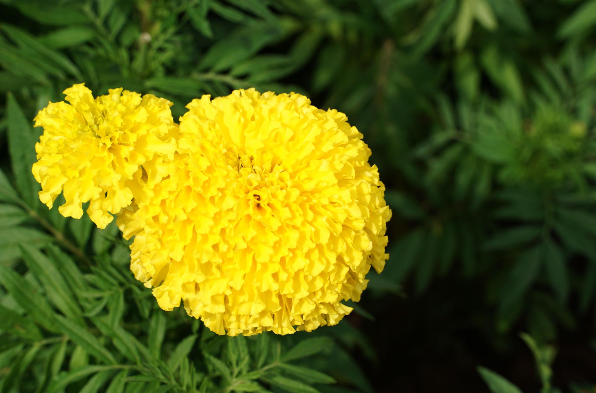 Gennext F1 Hybrid Marigold Surya Flowers Seeds