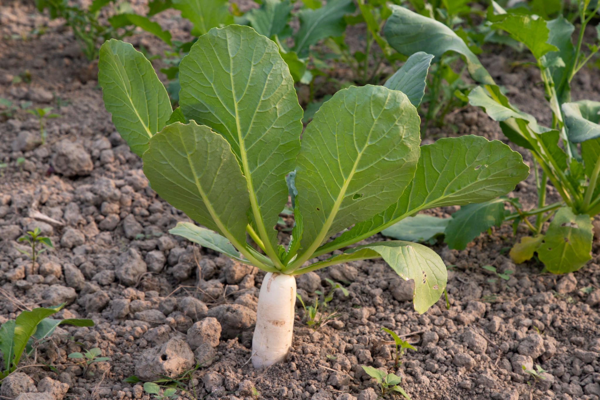 Pahuja F1 Hybrid Slobolt Cross Radish Seeds