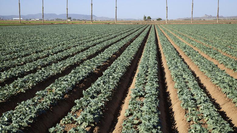 Gennext F1 Hybrid GS-181  Broccoli (GOBHI) Seeds, High Yield, Dark Green and Superior Quality