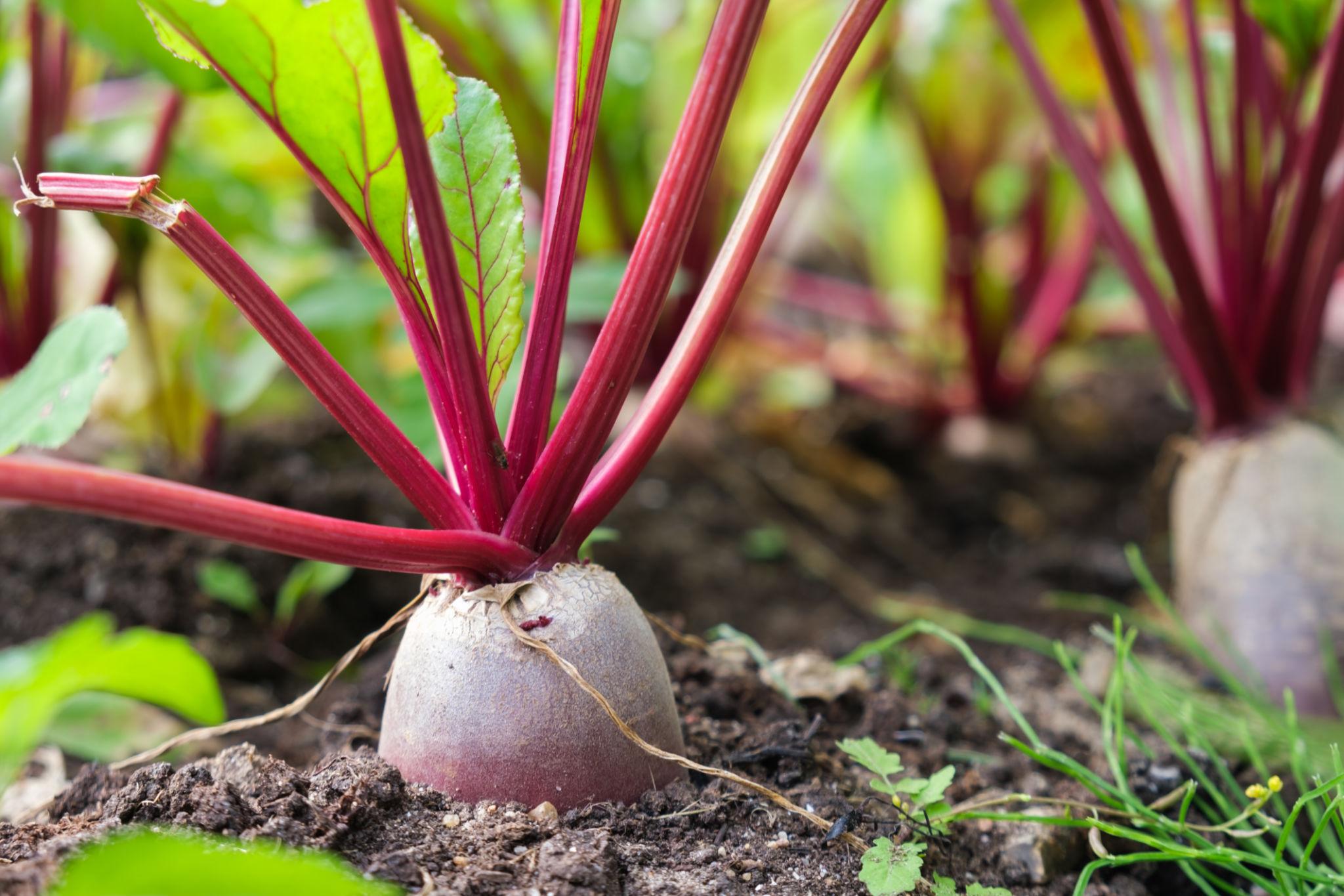 EXTREME SEEDS F1 Hybrid RACILA Beetroot Seeds, High Yield Variety, Uniform Roots & Dark Red In Color