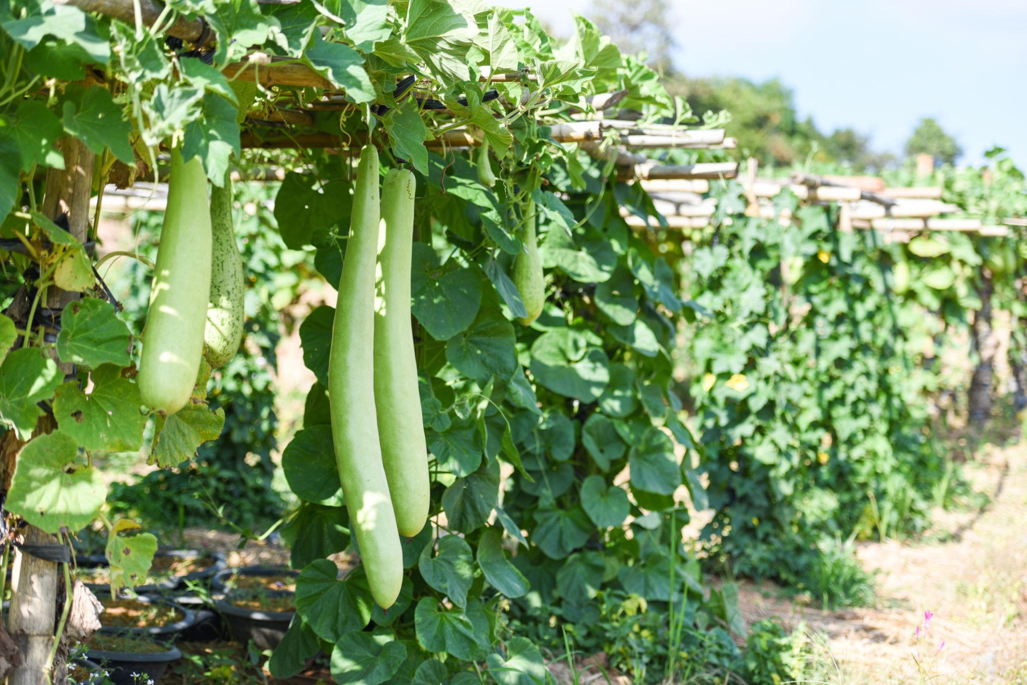 VNR Haruna F1 Hybrid Bottle Gourd Seeds (LOKI) With Different Varieties Very Early Hybrid And Early Bulker
