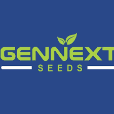 Gennext Golden Acre Imported F1 Hybrid Cabbage Seeds (BANDH GOBHI) Early Maturity Variety Suitable For Kharif and Rabi Seasons