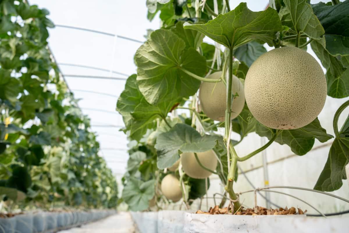 Advanta F1 Hybrid Madhu 149 Muskmelon Fruit Seeds - Kharbuja Seeds