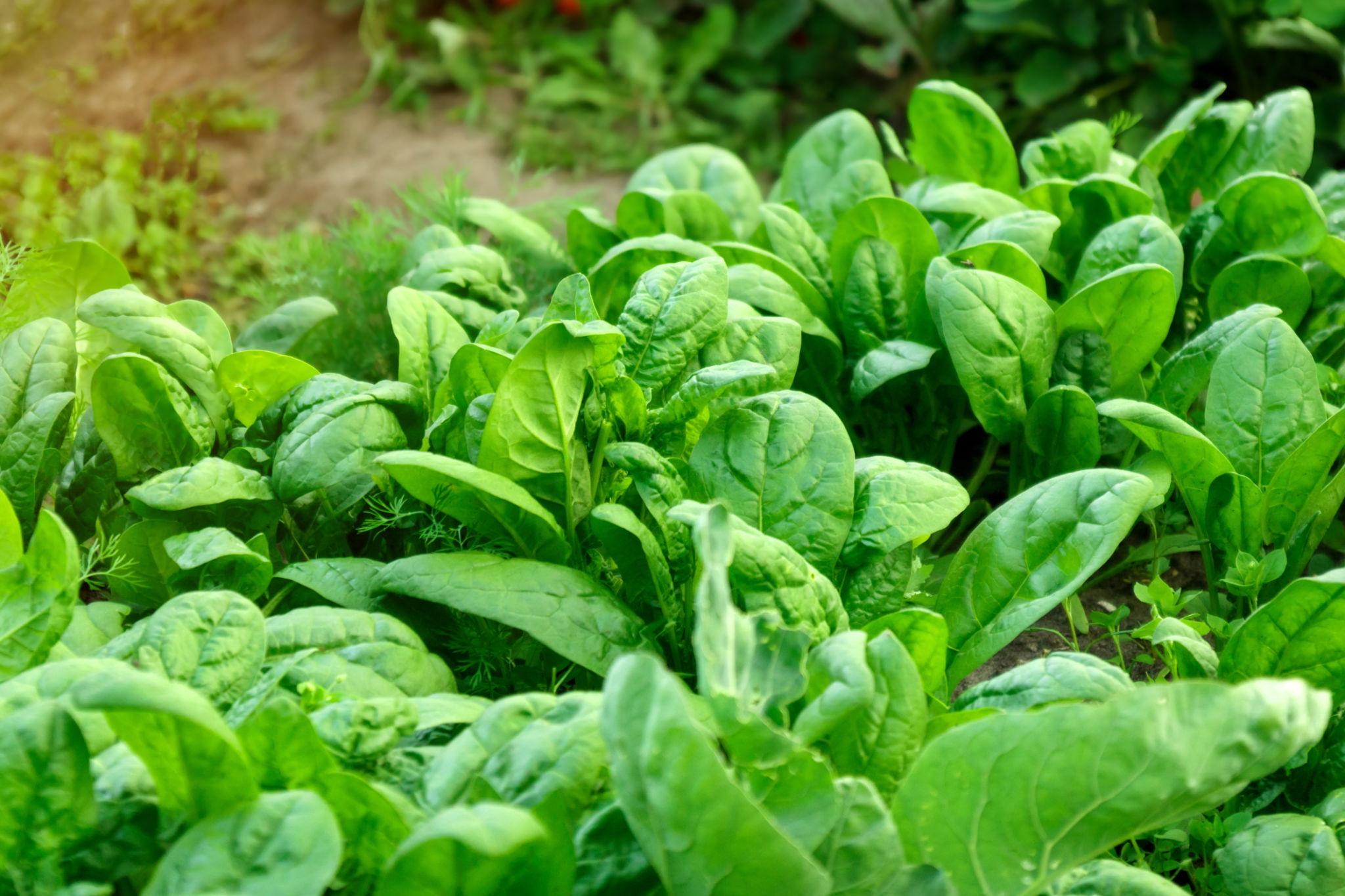 Team Seeds F1 Hybrid Jasmeet Spinach Seeds, Palak Seeds, Suitable For Indian Conditions