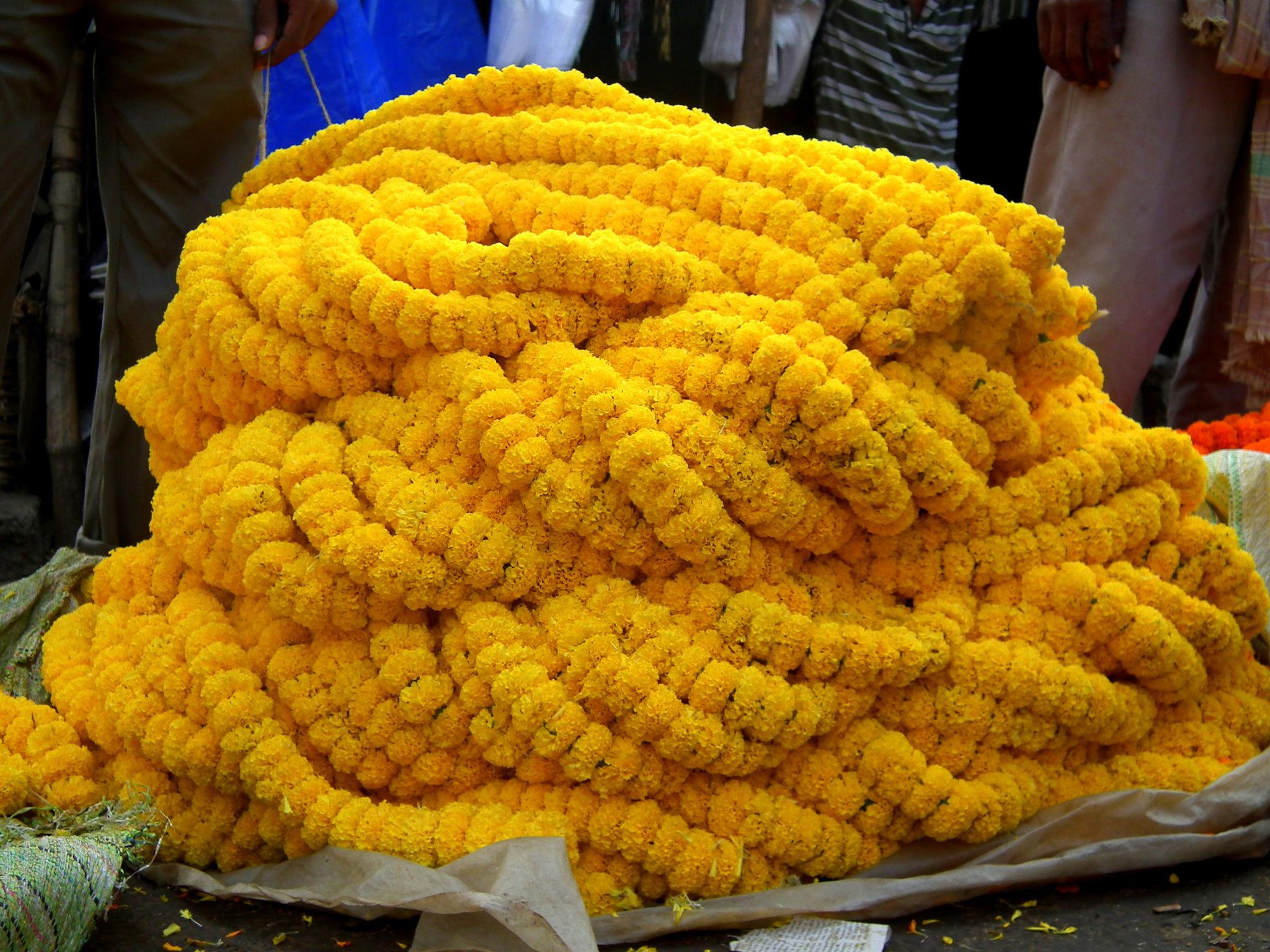 Indus Seeds F1 Hybrid Sweet Yellow Marigold Flower Seeds