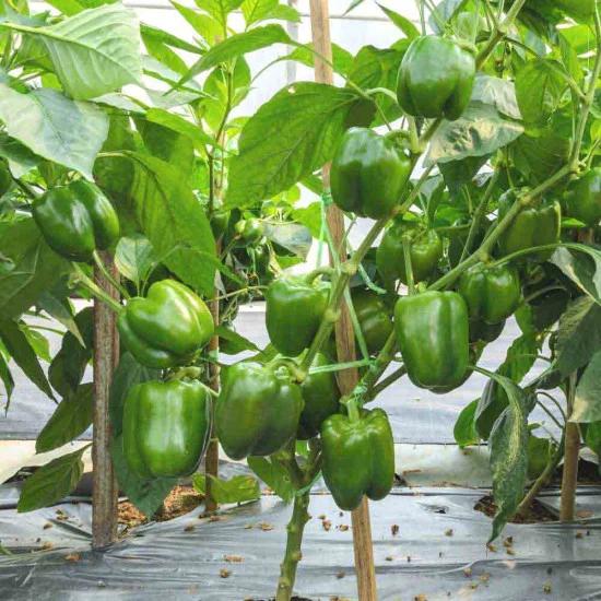 Advanta F1 Hybrid Angel Sweet Green Pepper Capsicum (SHIMLA, KASHMIRI MIRCH) Seeds 1000 SEEDS PACK