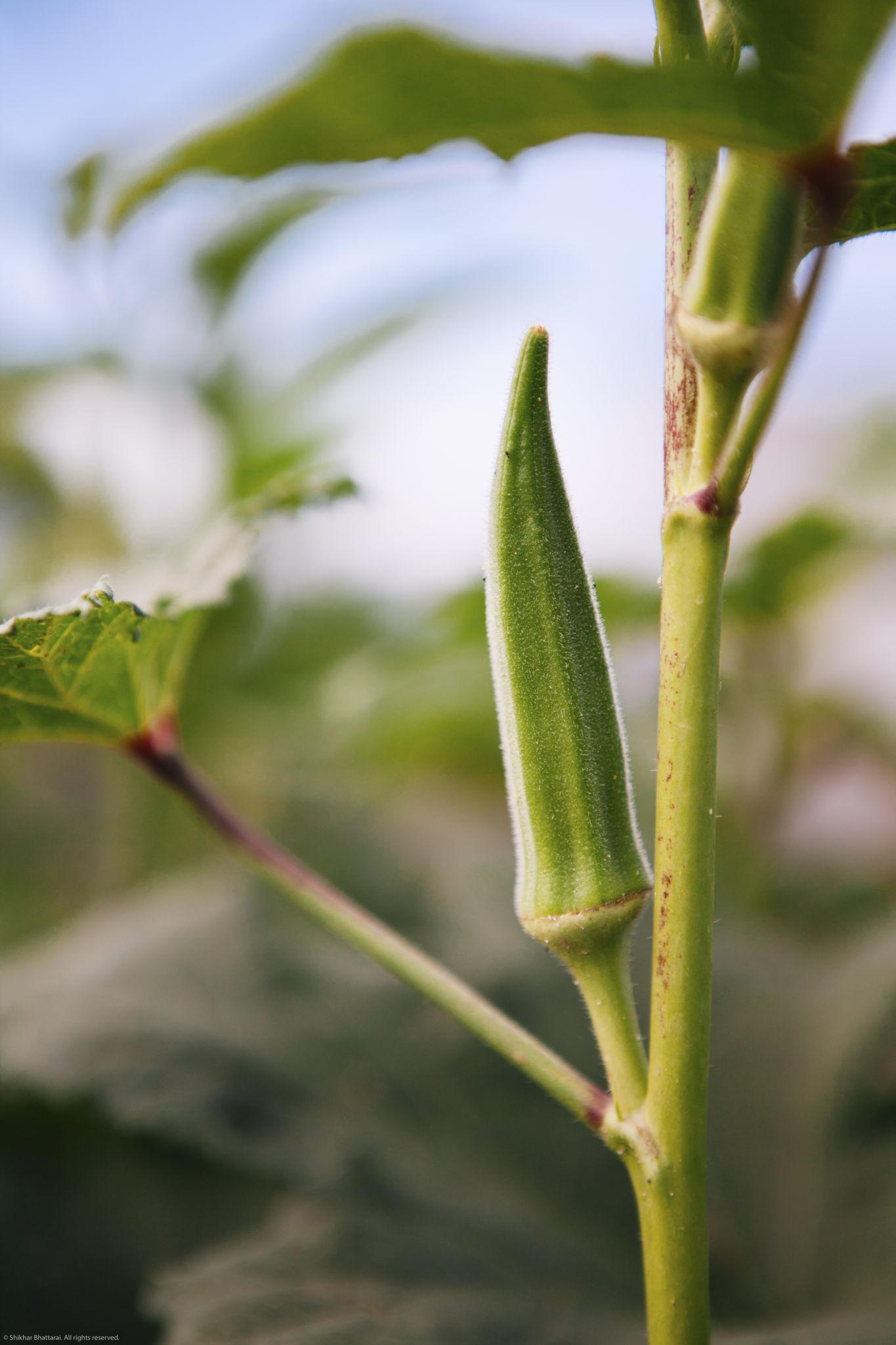 Advanta F1 Hybrid Sohani Okra Seeds - Bhindi Seeds