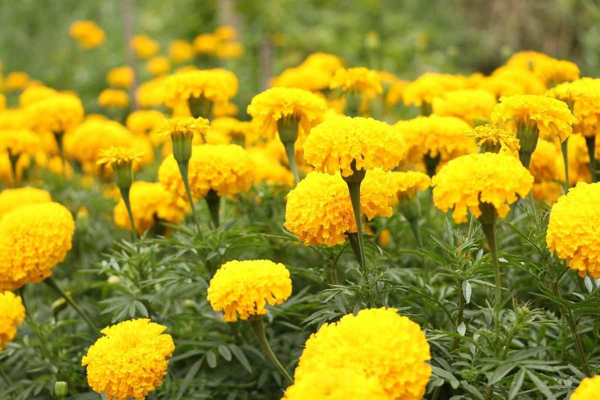 INDUS SEEDS Bijilee Yellow Moon Marigold Genda Fool, Best In Germination , Highly compact Ball