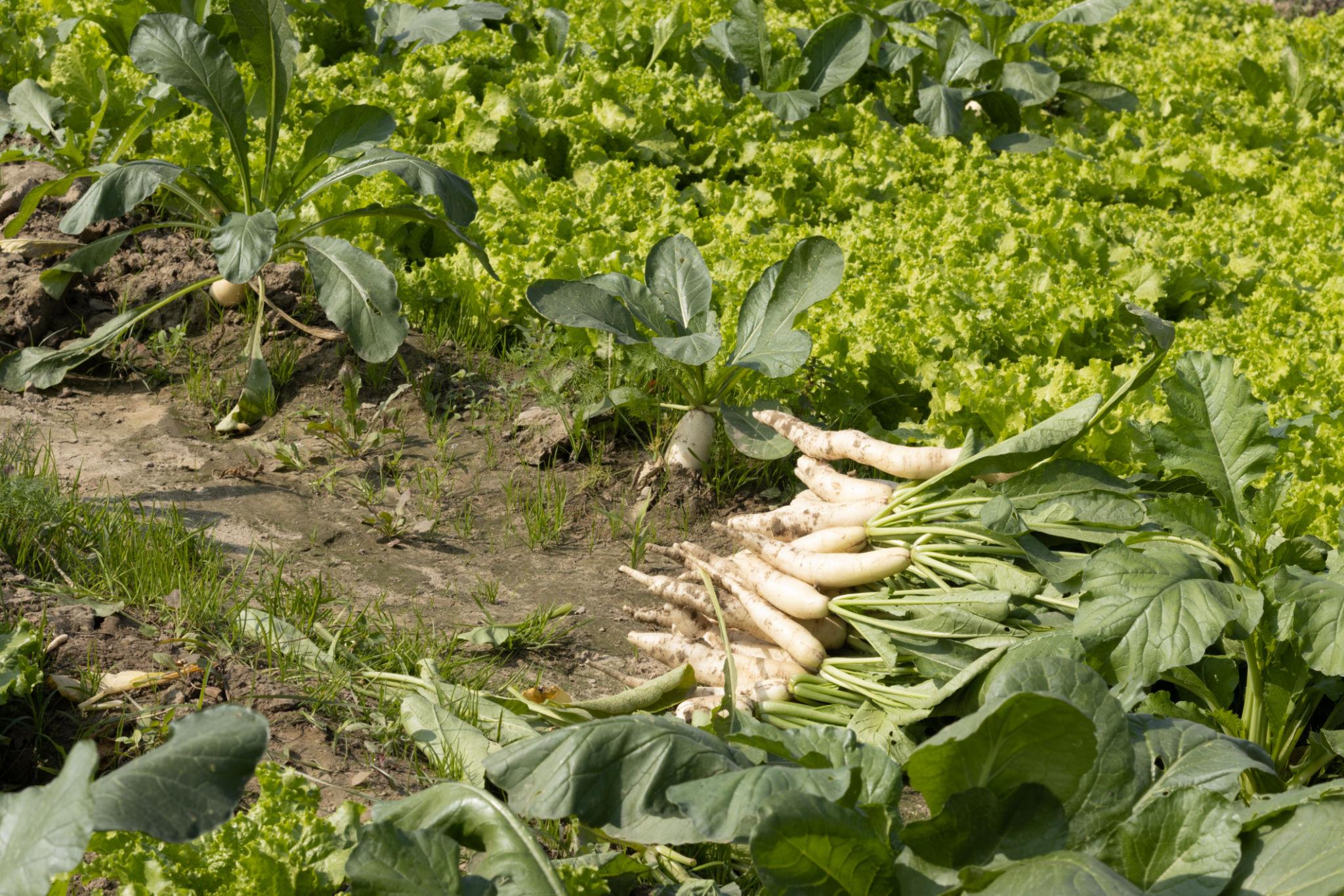 VNR F1 Hybrid White Long Radish Seeds (MOOLI) For Outdoor