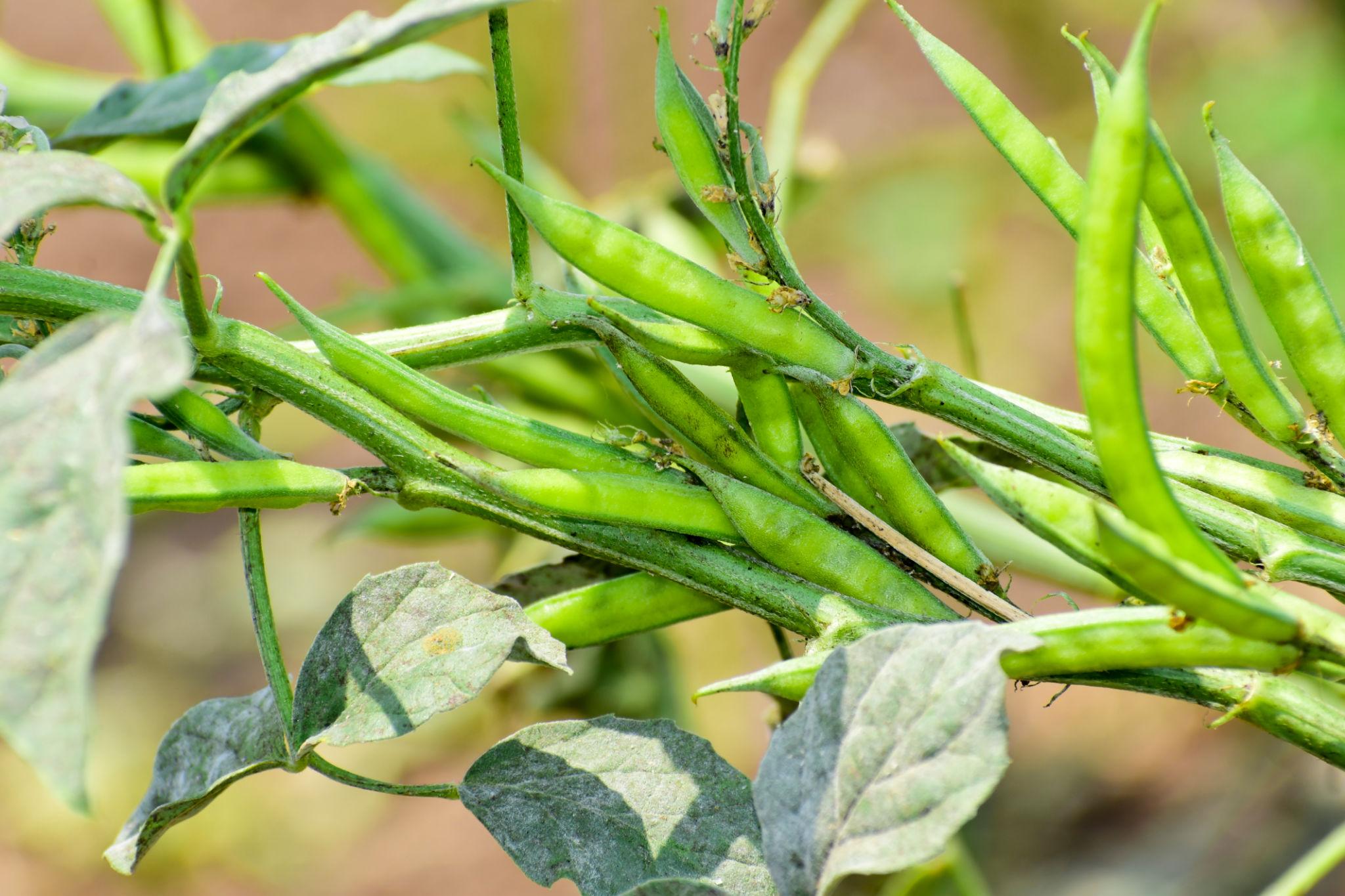 EXTREME SEEDS GUAR Seeds