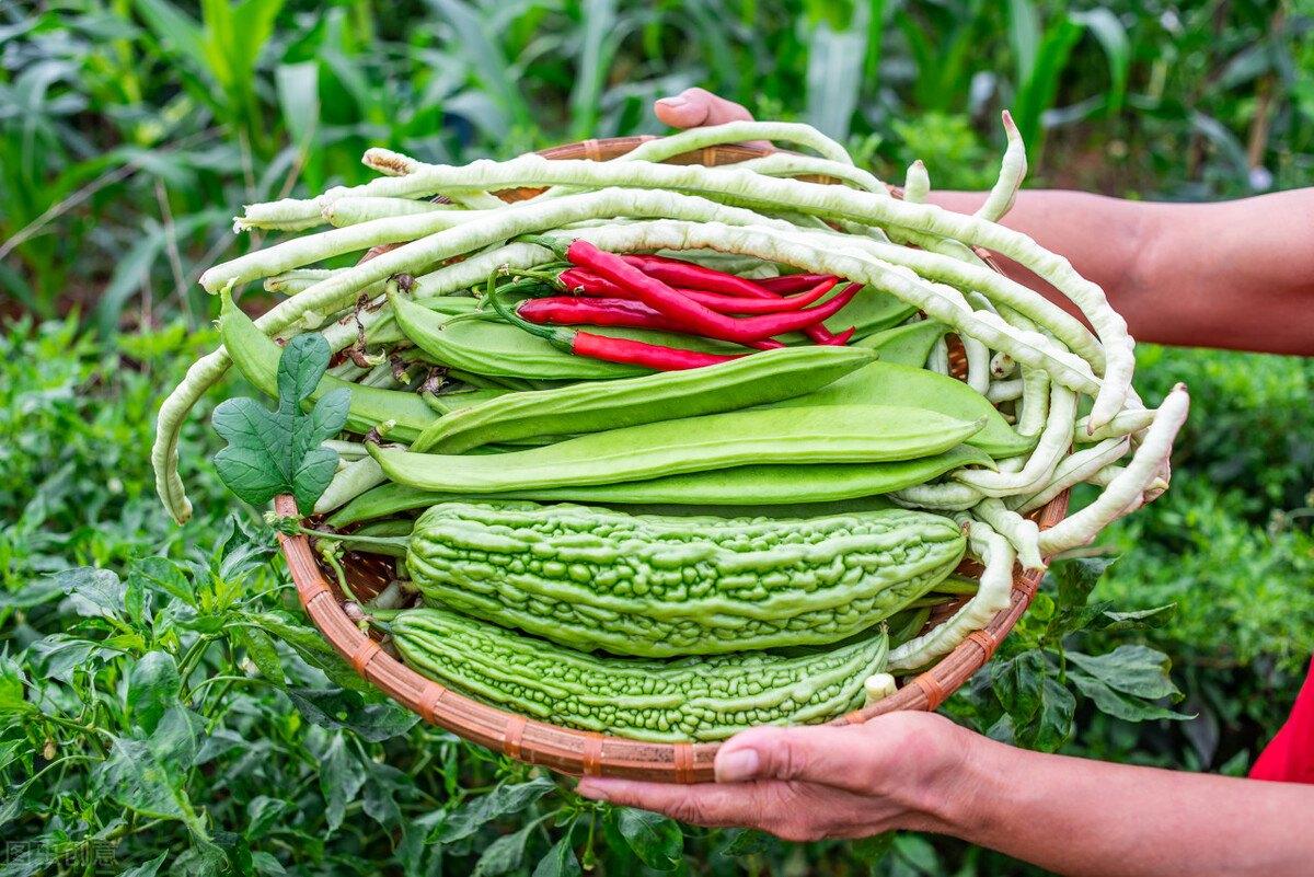 Extreme F1 Hybrid Seeds Summer Vegetable Seed Kit | 12 Premium Vegetable Seed Packets | Kitchen Garden Combo Pack | High Germination Seeds for Home Garden & Farming