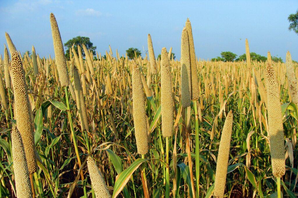 Hari Har Multi Cut Bajra Forage Seeds, Fodder Seeds