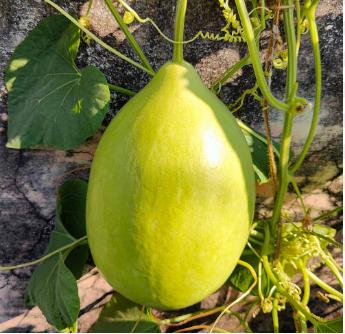 Acsen Hardik F1 Hybrid Bottle Gourd Seeds (Loki & Kaddu) Parrot Green, Round Shape with Conical Neck
