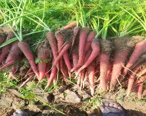 Advanta OP Classic Golden Rossy Carrot Seeds, Uniform, Sweet Red Roots For High Yield