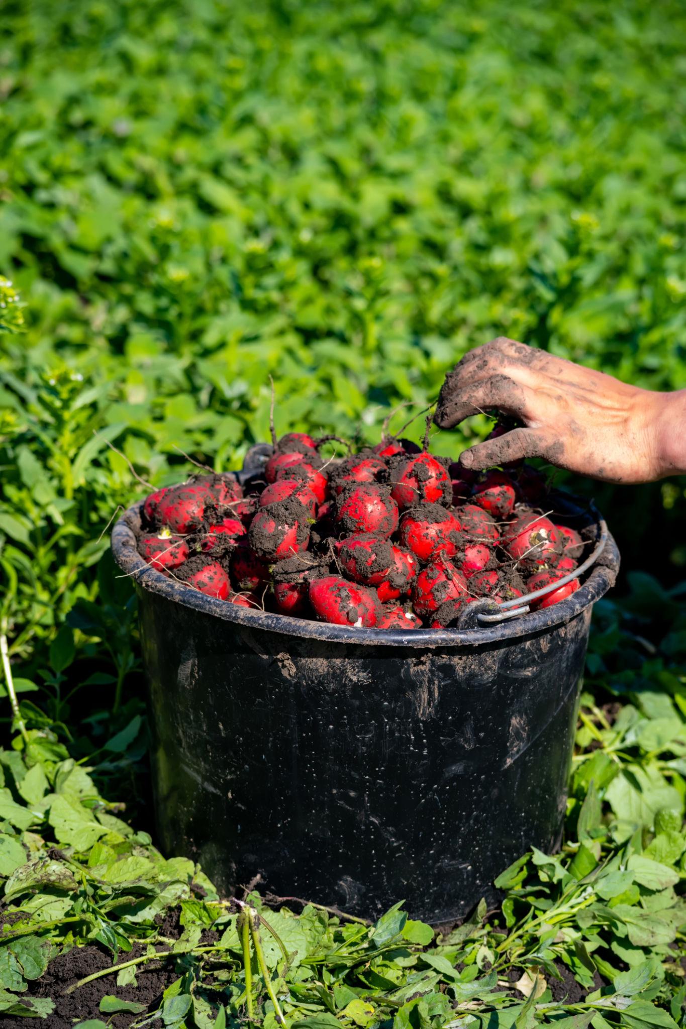 EXTREME SEEDS F1 Hybrid Red Round Radish Seeds, Quick Growing Scarlet Red Roots