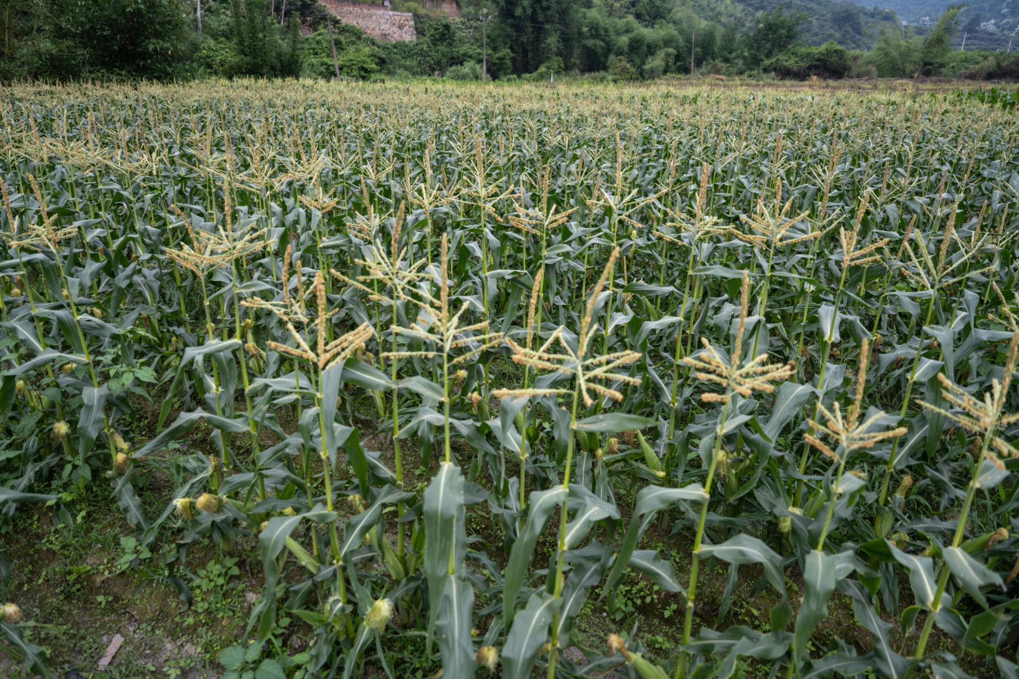 Advanta F1 Hybrid Golden Honey Sweet Corn Seed - Sugary-Enhanced Hybrid With Tender, Flavorful And Sweet Kernels